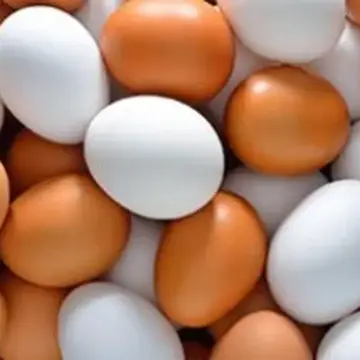 كرتونة البيض بـ 115 جنيها.. أسعار البيض في كفر الشيخ الجمعة 27 مارس 2026